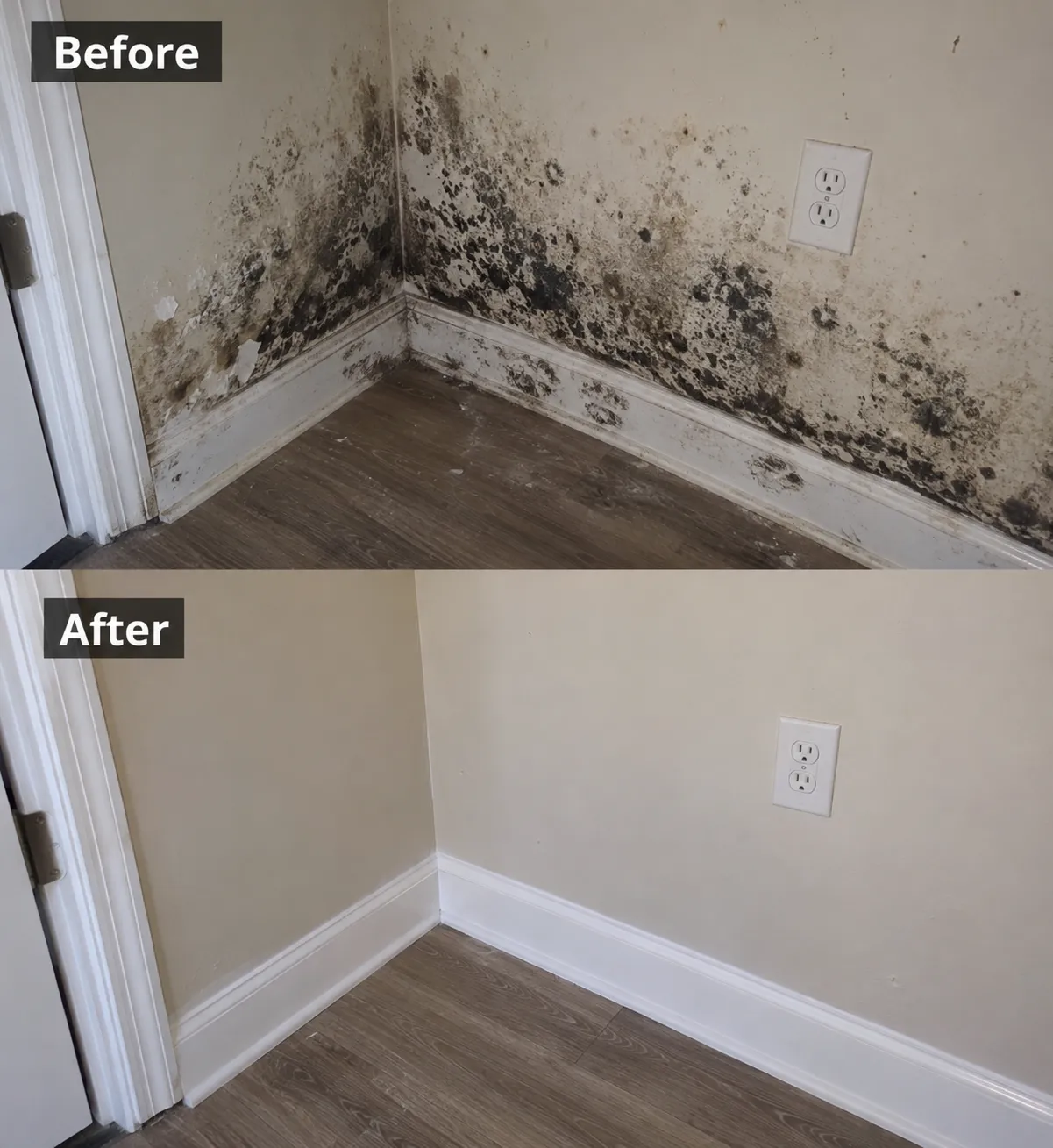 Professional mold remediation technician inspecting a home in Charleston, SC