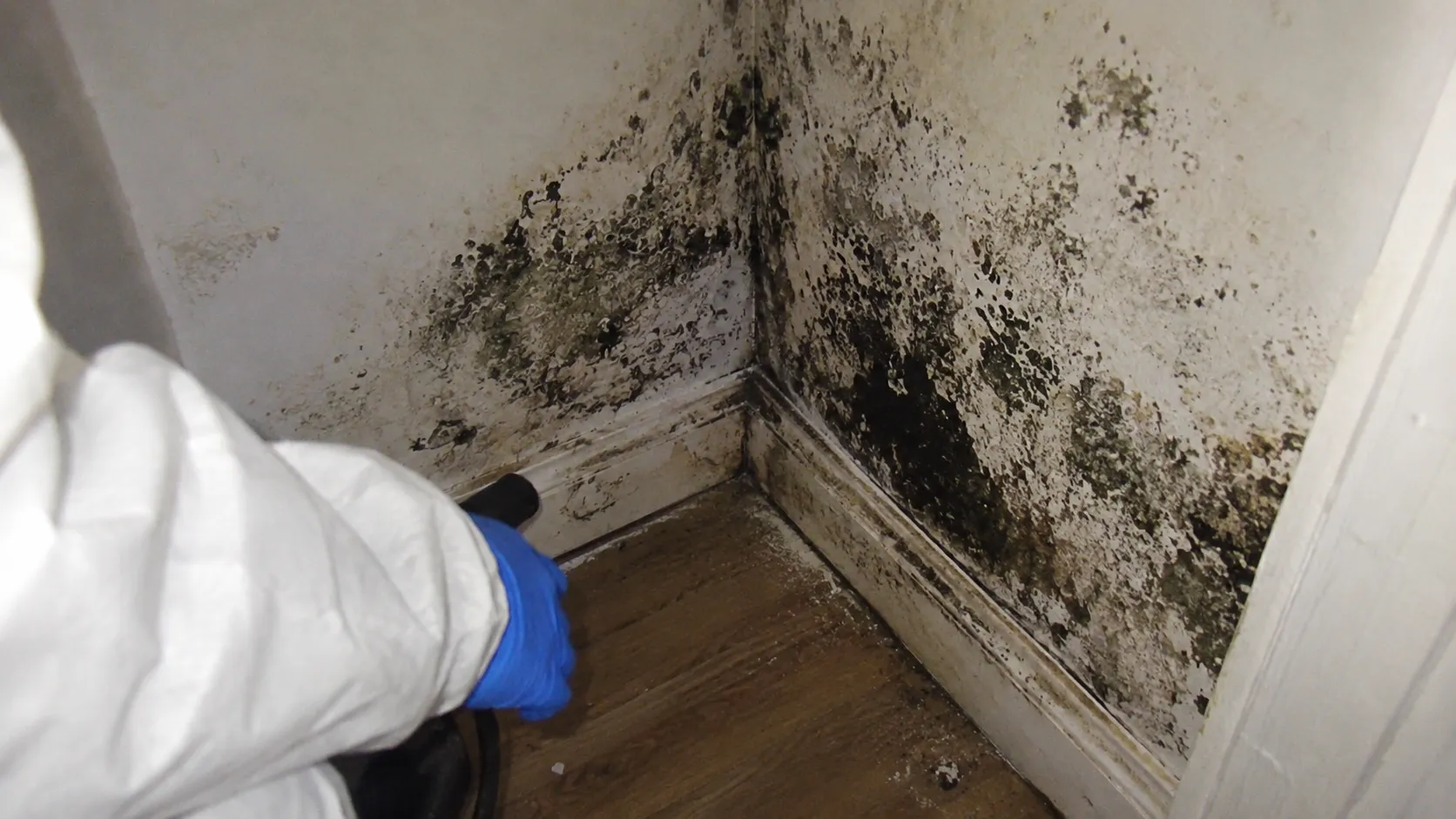 Black mold removal and containment in a Charleston, SC property
